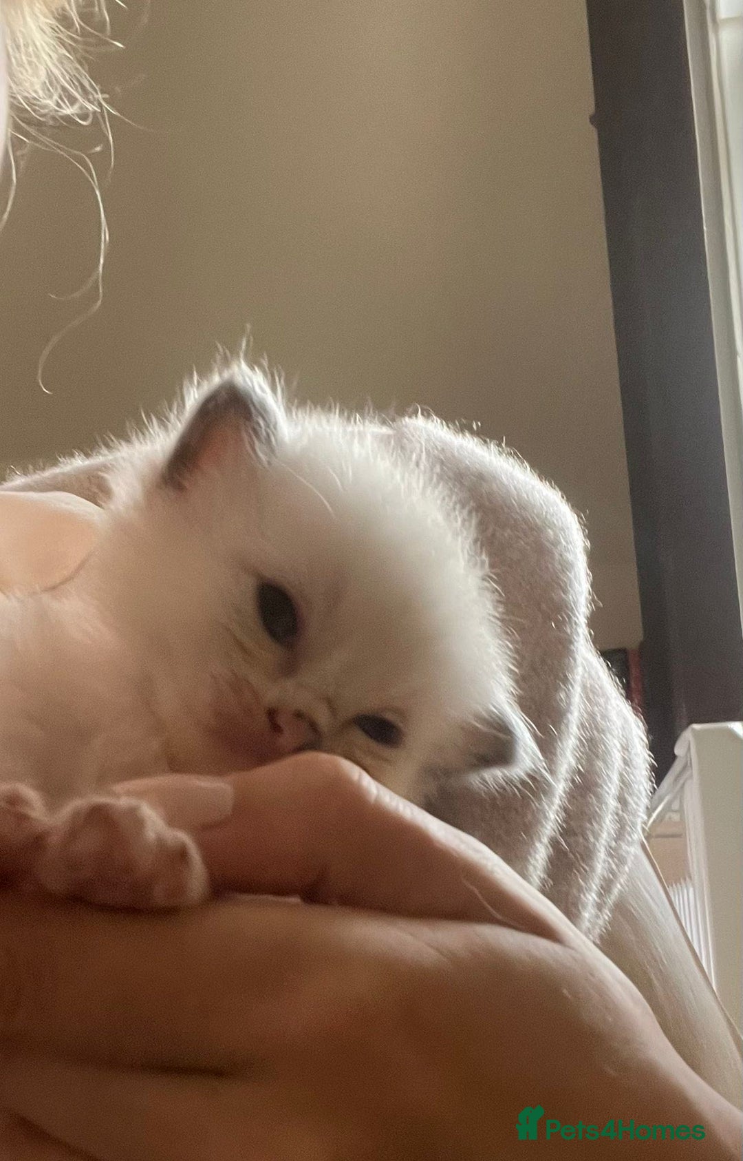Ragdoll cats for sale: Beautiful Ragdoll Kittens (GCCF)TICA Reg. - Image 2