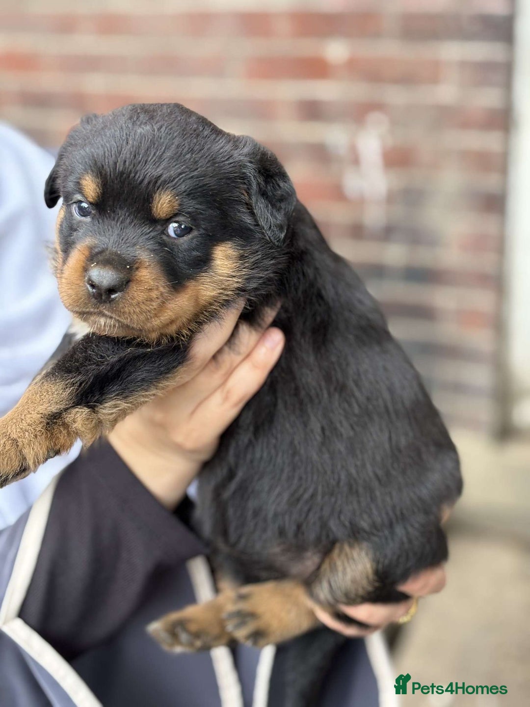 Rottweiler dogs for sale: 5 chunky pure pedigree Rottweiler pups - Image 11