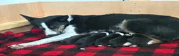 Border Collie dogs for sale: Working Line Border Collies - 1 girl left 💚 - Advert 3