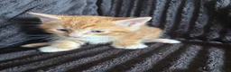 Mixed Breed cats for sale: Beautiful Tortoiseshell & ginger kittens  - Advert 5