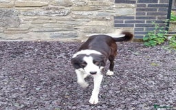 Border Collie dogs for sale: Four Female Border Collie Puppies  - Image 10