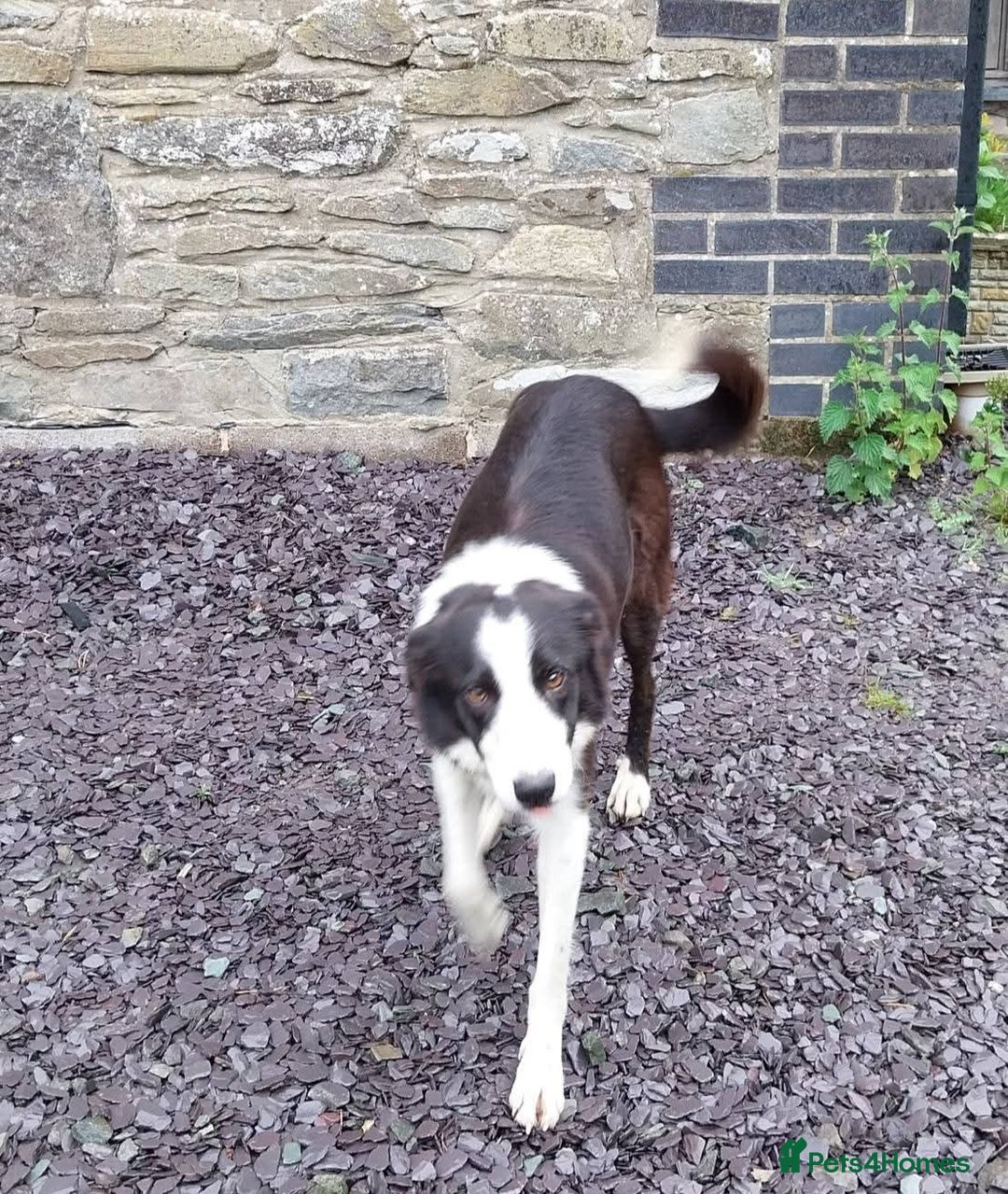 Border Collie dogs for sale: Four Female Border Collie Puppies  - Image 10