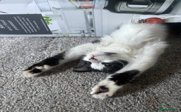 Norwegian Forest Cat cats - Advert 2