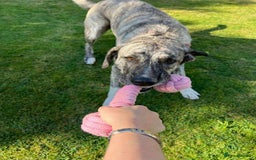 Mixed Breed dogs for adoption: Judie is searching for her forever home  - Image 2