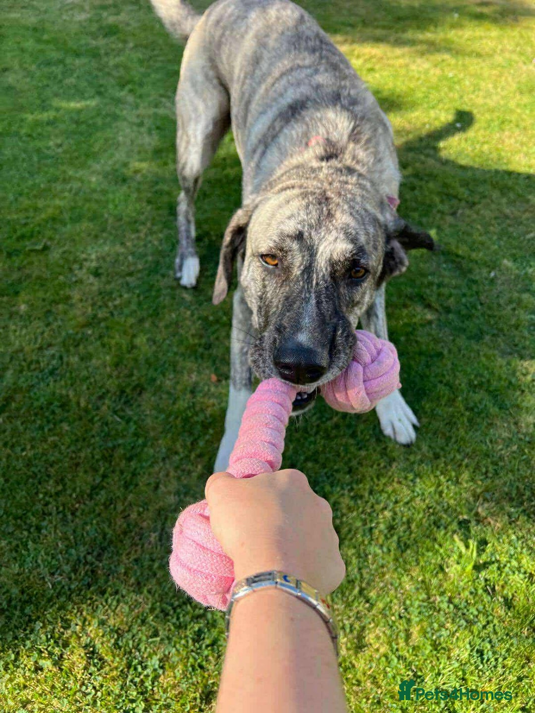 Mixed Breed dogs for adoption: Judie is searching for her forever home  - Image 2