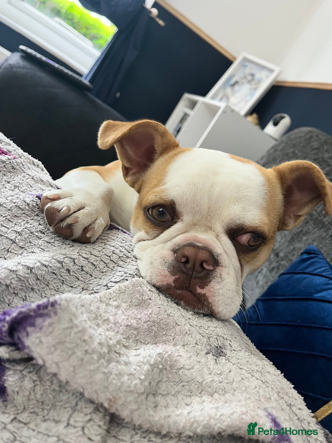 Mixed Breed dogs for sale: Lovely girl needing a home  - Advert 3