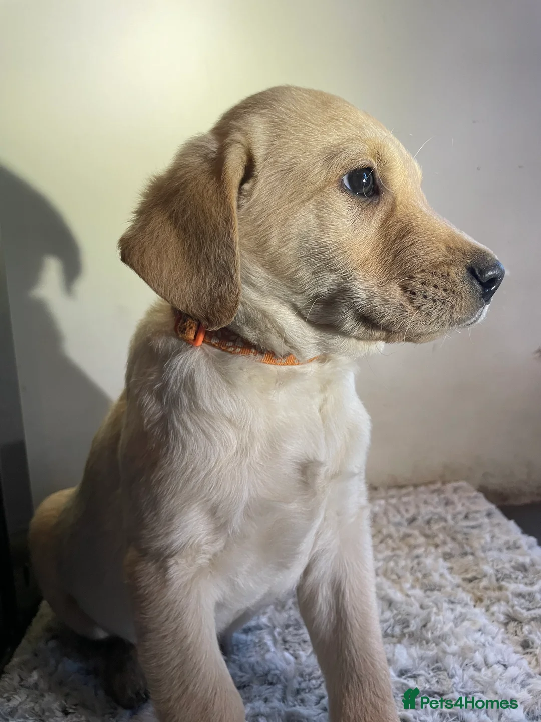 Labrador Retriever dogs for sale: All Reduced to £850 Ready to go now only 1 left - Advert 22