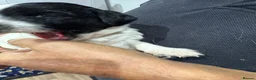 English Springer Spaniel dogs for sale: Springer spaniel puppies KC registered - Advert 4