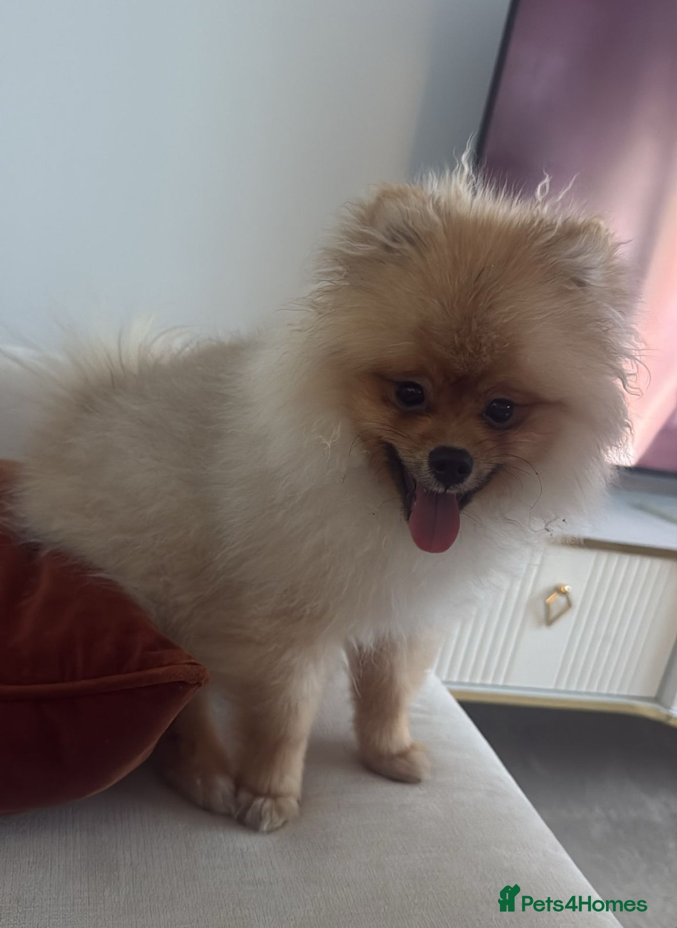 Pomeranian dogs Pomeranian puppy  - Advert 1