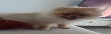 Pomeranian Puppy