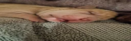 Shar Pei dogs for sale: 5 sharpei pups. Mixture of colours and coats - Advert 24