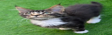 Majestipaws King