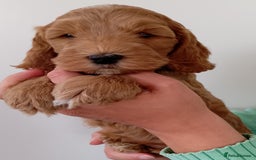 Cockapoo dogs for sale: Stunning F1 Red Miniature - Health Tested Parents - Image 11