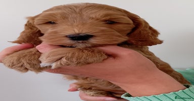 Cockapoo dogs - Advert 1