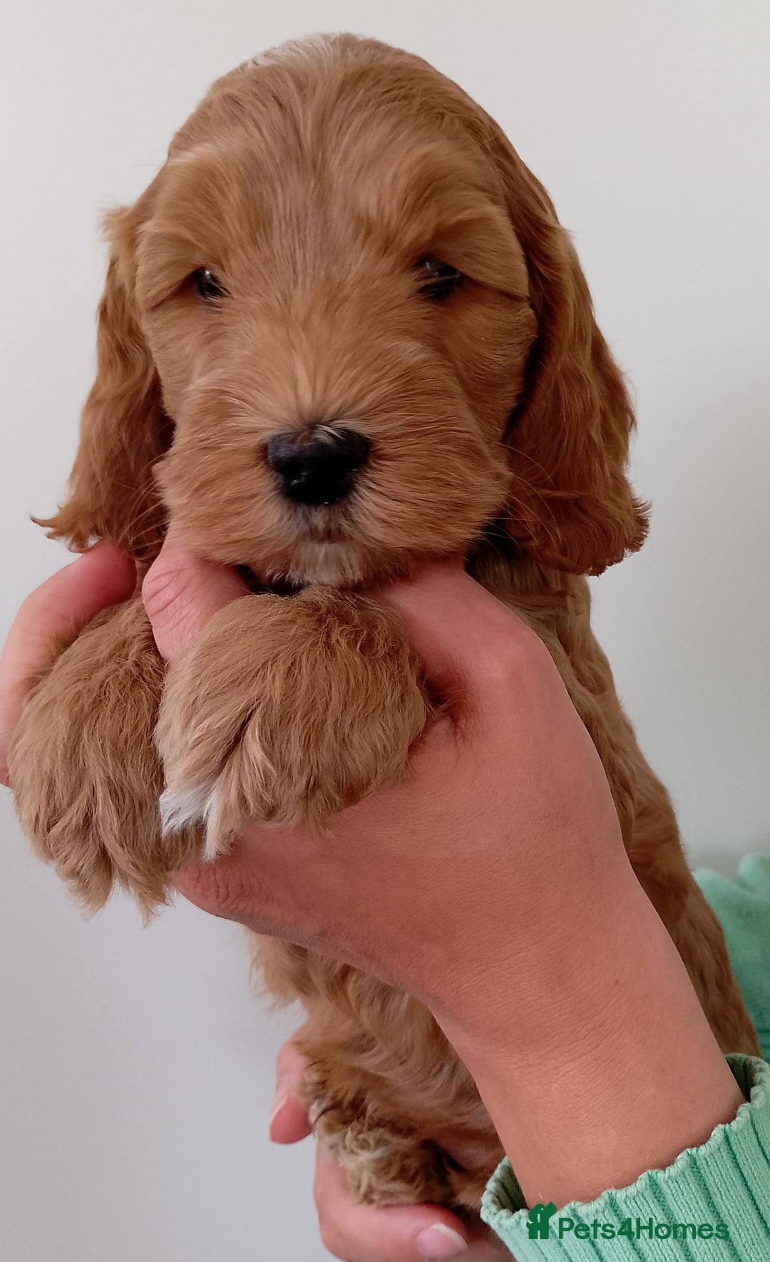 Cockapoo dogs for sale: Stunning F1 Red Miniature - Health Tested Parents - Image 11