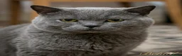 British Shorthair cats for sale: Champion Title Mum Beautiful British Shorthair. in Cardiff - Advert 8