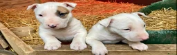 English Bull Terrier dogs for sale: English bull terrier - Advert 4