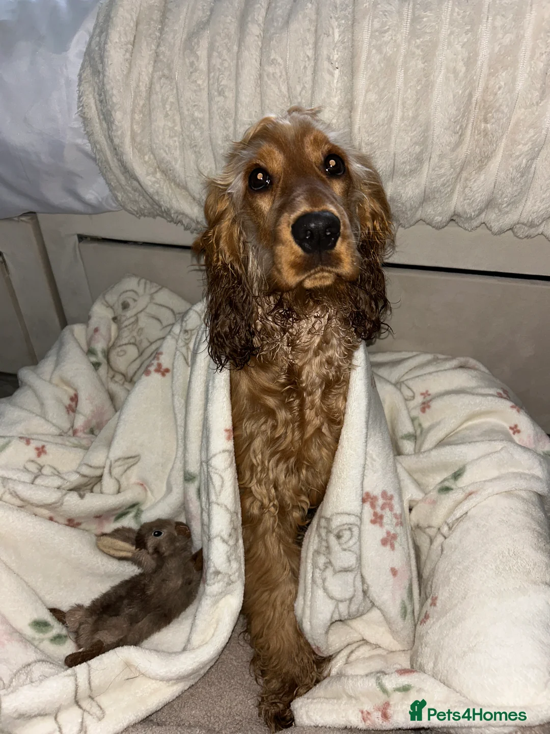 Cocker Spaniel dogs for sale: 🩷 6 Month Show Type Cocker Spaniel 🩷 - Advert 5