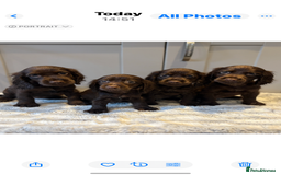 Cocker Spaniel dogs for sale: 🐾✨outstanding  cocker spaniel puppies 🐾✨ - Image 4