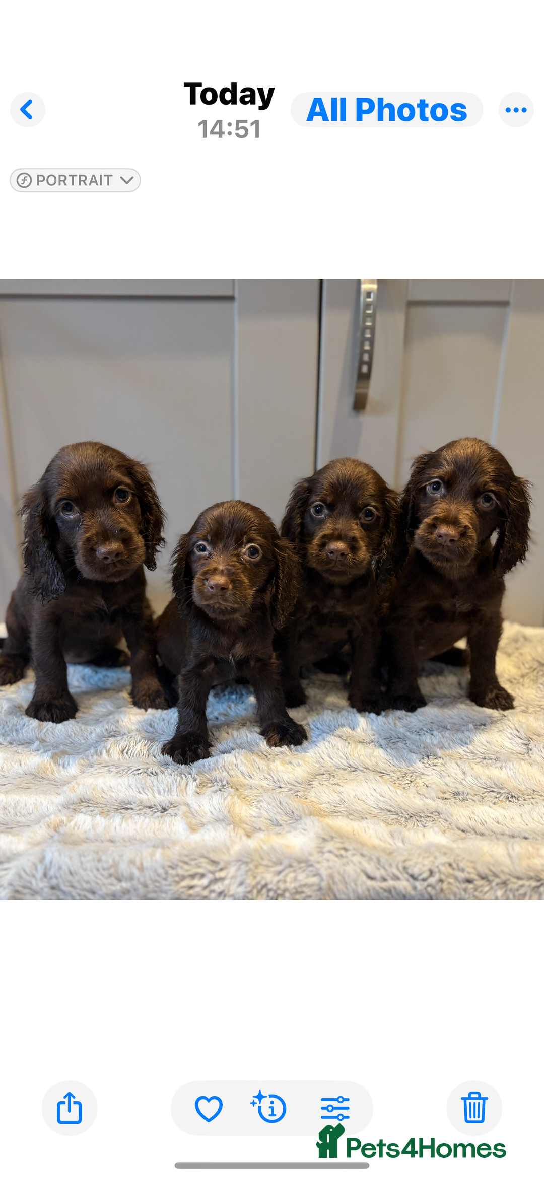 Cocker Spaniel dogs for sale: 🐾✨outstanding  cocker spaniel puppies 🐾✨ - Image 4