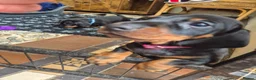Miniature Dachshund dogs for sale: 🐾 Beautiful Miniature Dachshund Puppies 🐾 - Advert 8