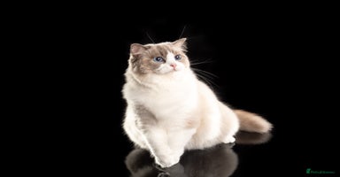 Ragdoll cats - Advert 9