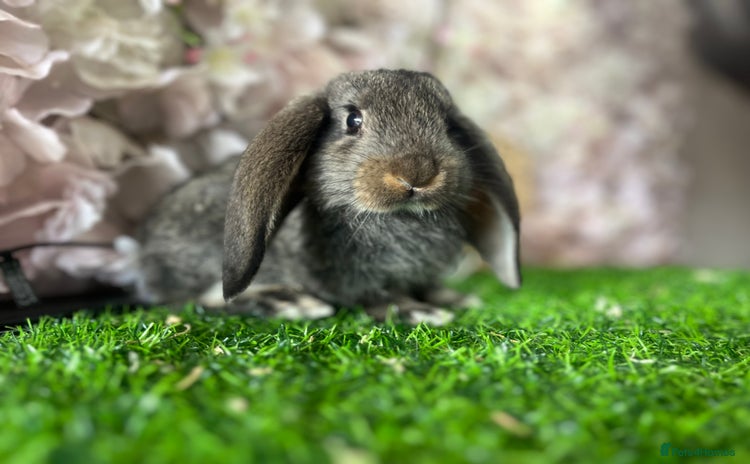 French Lop rabbits - Advert 2