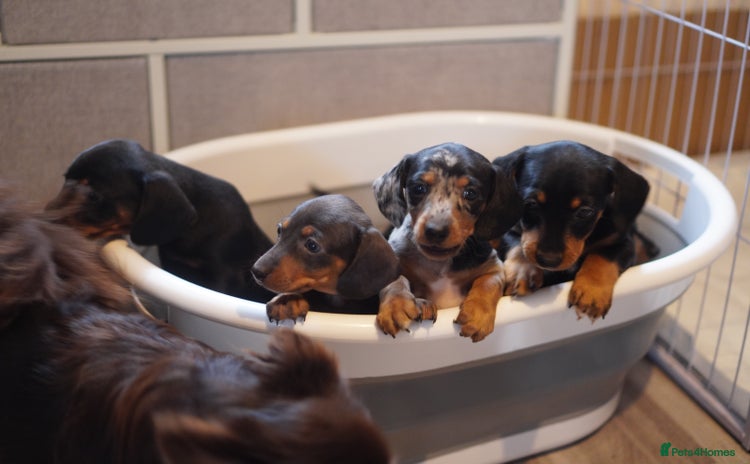 Miniature Dachshund dogs - Advert 1