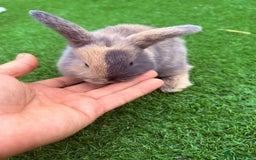 Mini Lop rabbits for sale: Mini Lop Rabbit  - Image 4