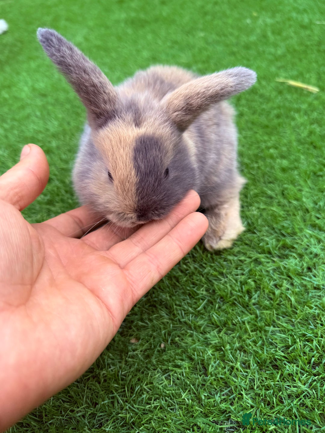 Mini Lop rabbits for sale: Mini Lop Rabbit  - Image 4