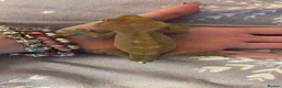 Gecko reptiles for sale: Male gecko and viv  - Advert 4