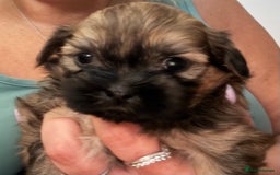 Shih Tzu dogs for sale: Shih tzu puppy female  - Image 6
