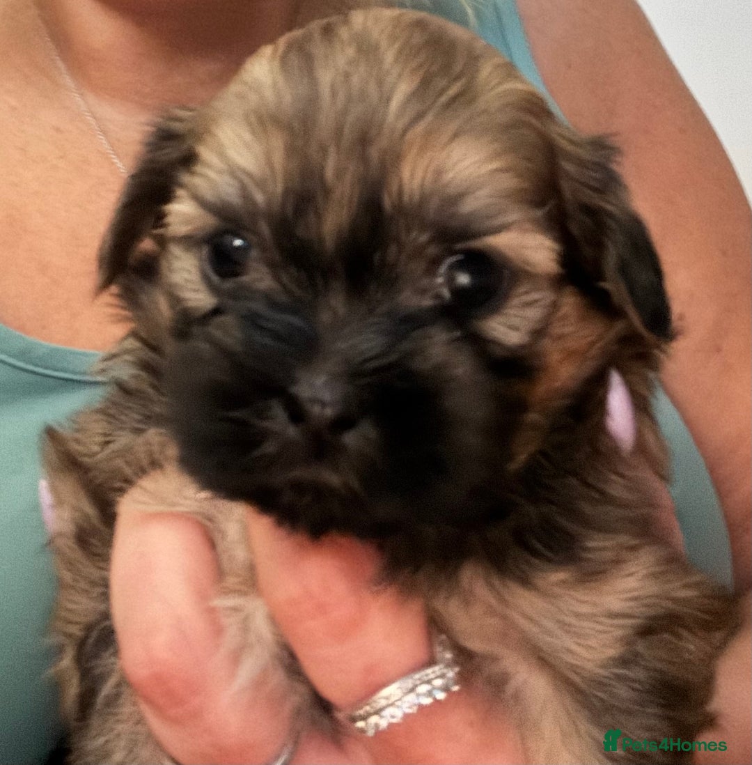 Shih Tzu dogs for sale: Shih tzu puppy female  - Image 6