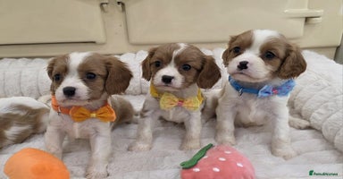 Cavalier King Charles Spaniel dogs - Advert 10