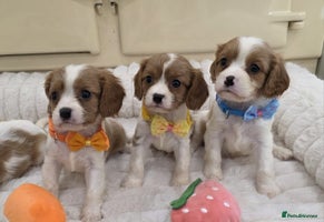 Cavalier King Charles Spaniel dogs - Advert 7
