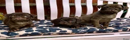 Pug dogs for sale: Beautiful chocolate PUG puppies ❤️ Ready Now ❤️ - Advert 4