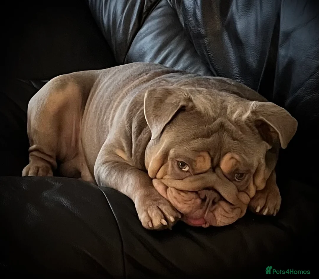 English Bulldog dogs for stud: ⭐️Proven English Bulldog available for stud⭐️ in Solihull - Advert 17