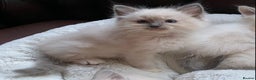 Ragdoll cats for stud: TICA registered blue point stud ragdoll  in Bristol - Advert 4