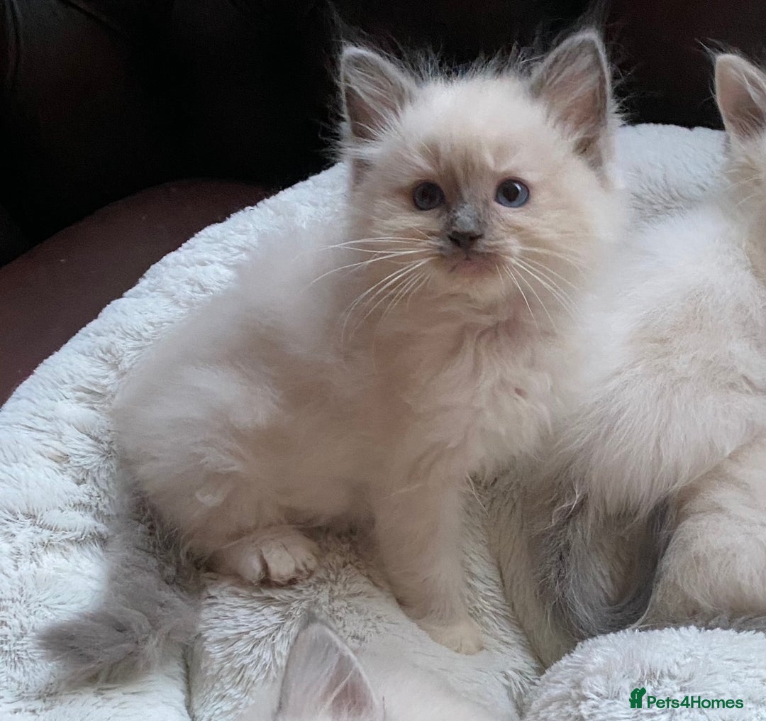 Ragdoll cats for stud: TICA registered blue point stud ragdoll  in Bristol - Advert 4