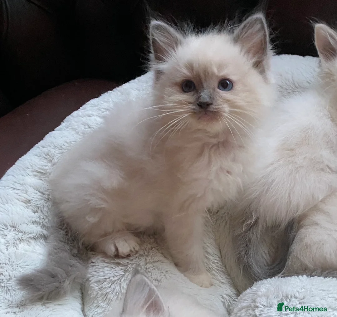 Ragdoll cats for stud: TICA registered blue point stud ragdoll  in Bristol - Advert 4