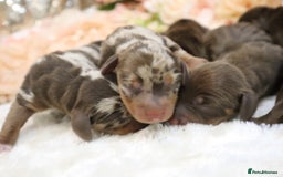 Miniature Dachshund dogs for sale: KC Miniature Dachshund Puppies - Image 6
