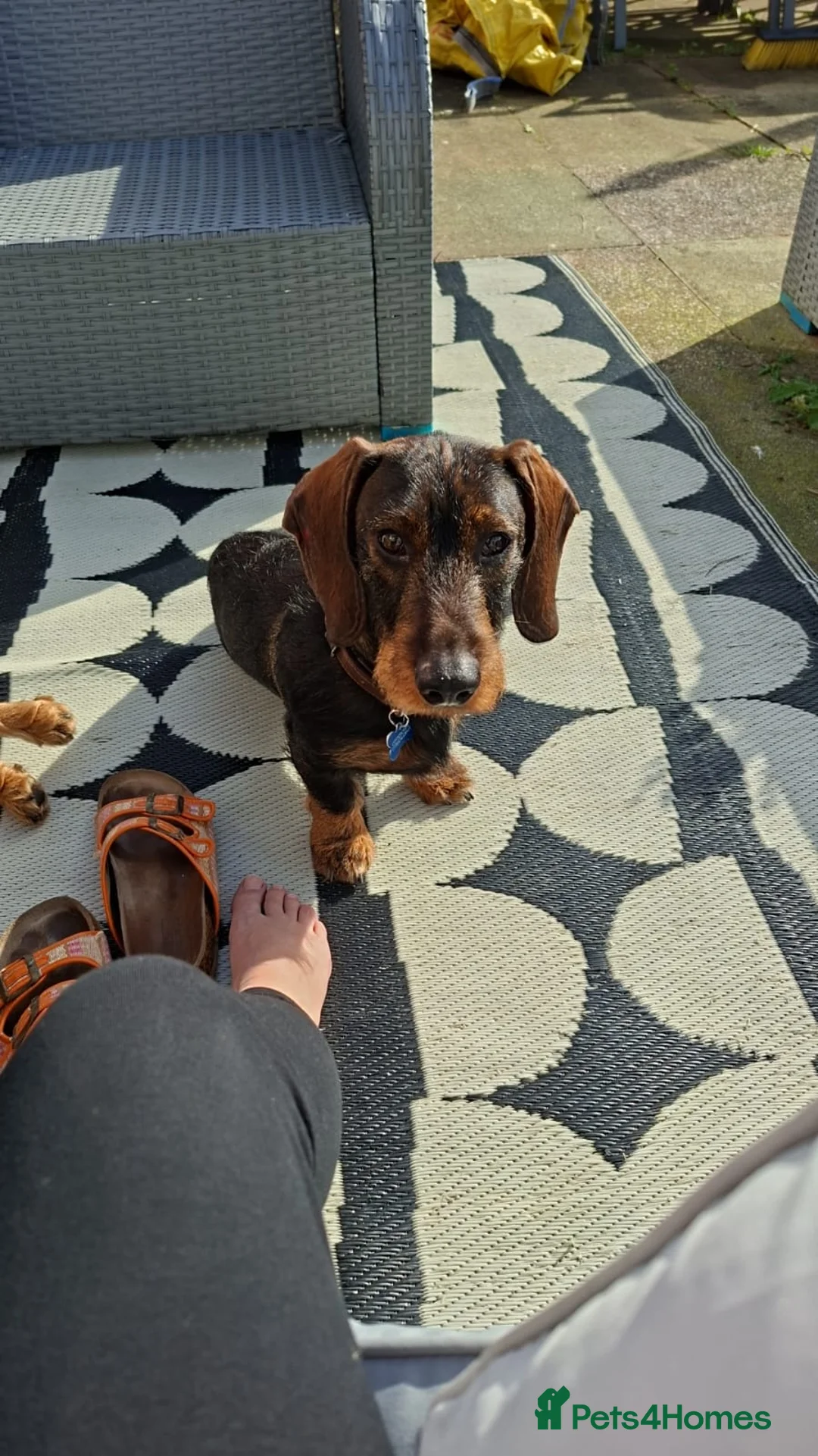 Dachshund dogs for sale: Standard Wirehair dachshund  - Advert 10