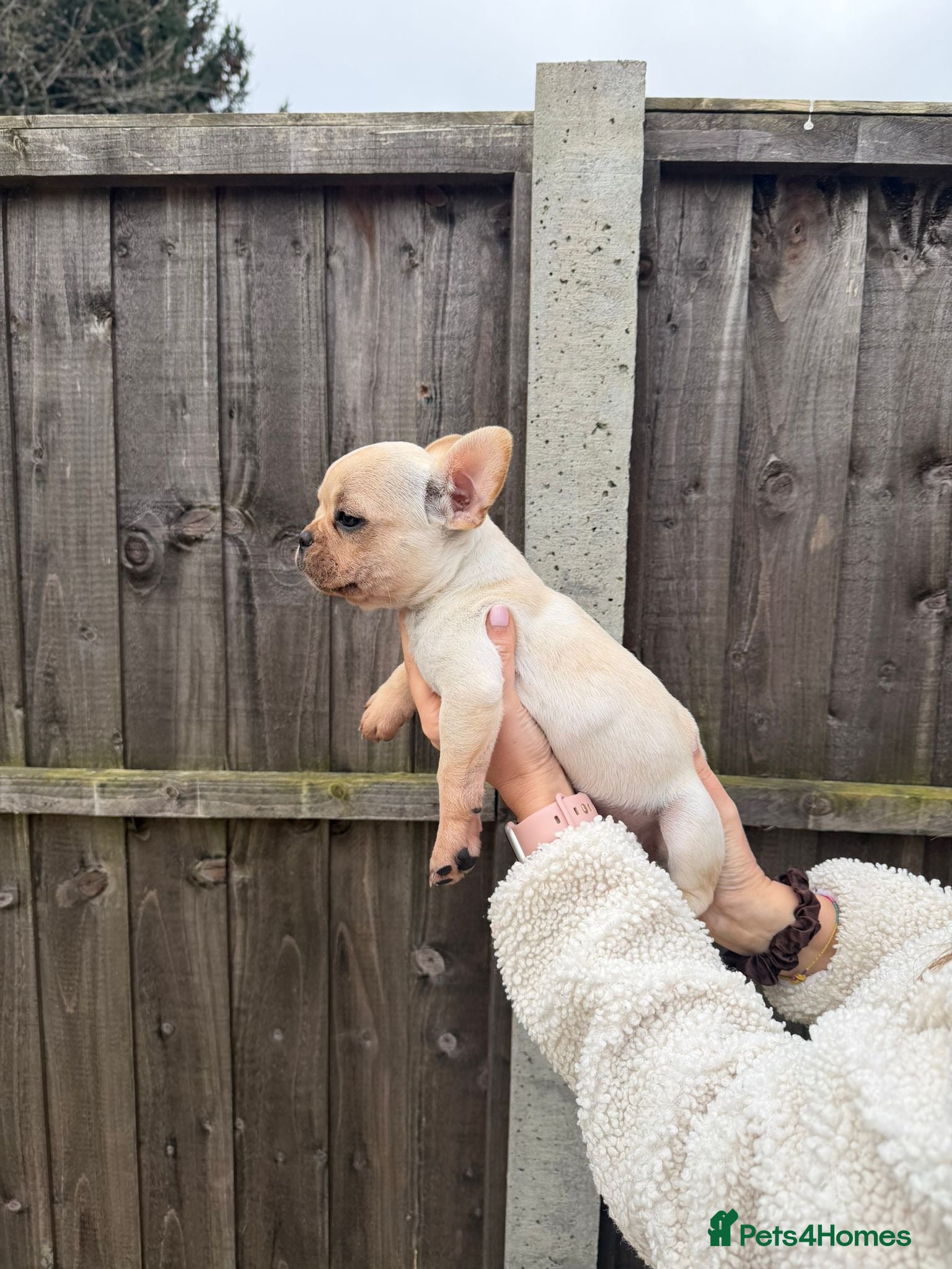 French Bulldog dogs Ghost - Cream French bulldog male puppy!  - Advert 8