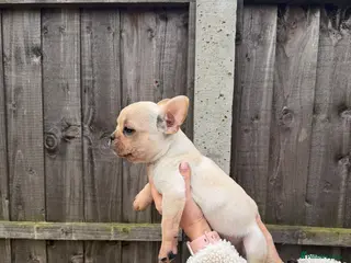 French Bulldog dogs Ghost - Cream French bulldog male puppy! - Advert 8