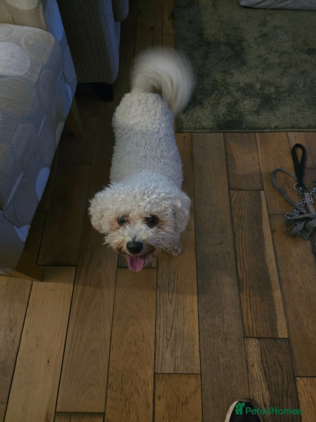 Mixed Breed dogs for adoption: DAISY & BILLY - BONDED PAIR  - Advert 8