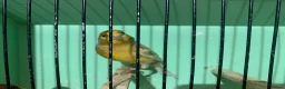 Canaries birds for sale: Male Canaries - Advert 3