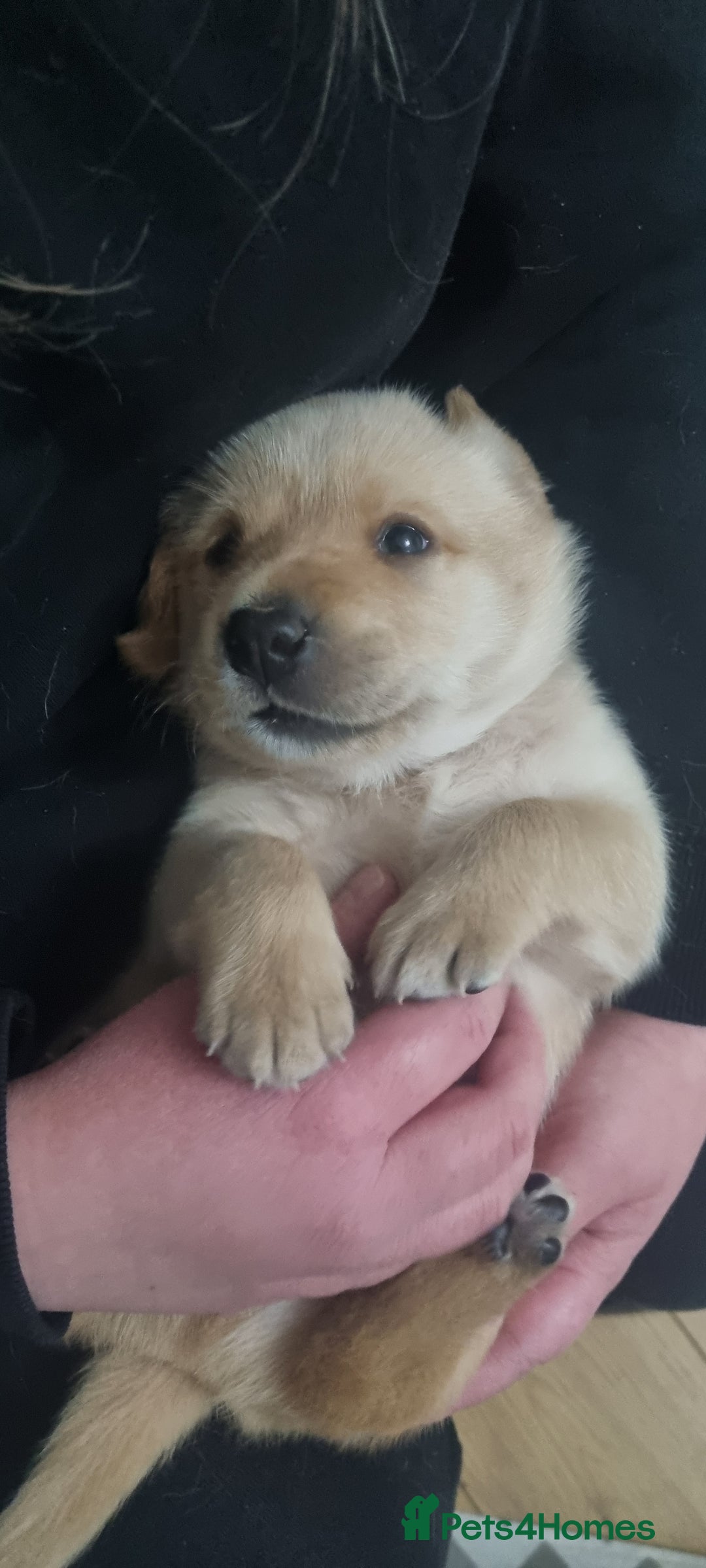 Labrador Retriever dogs for sale: Labrador puppies - Advert 16