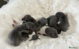 Miniature Dachshund dogs for sale: Mini Miniture dachound  - Image 9