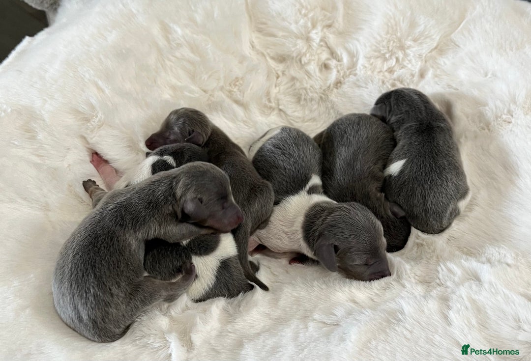 Miniature Dachshund dogs for sale: Mini Miniture dachound  - Image 9