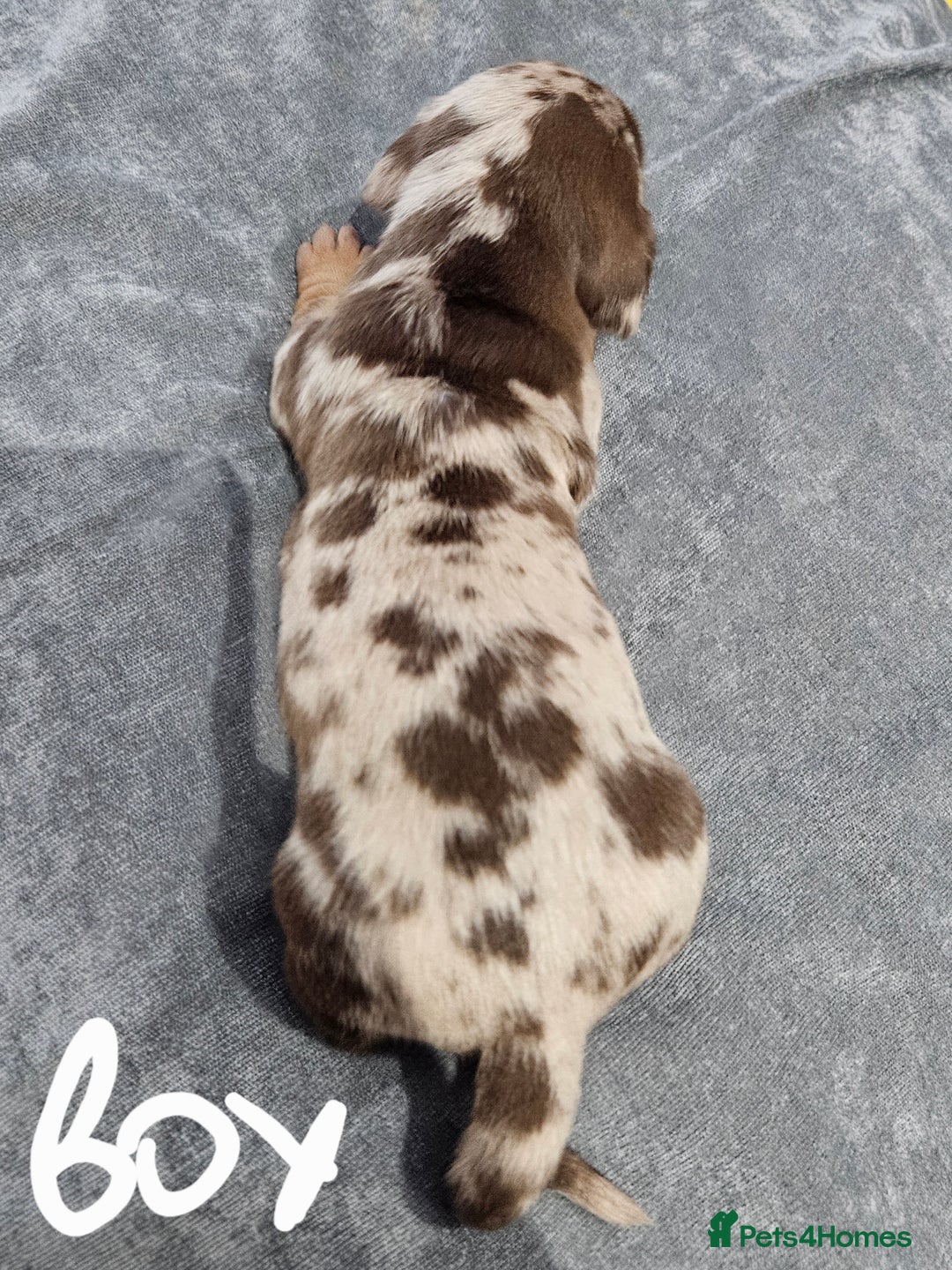 Dachshund dogs for sale: Dachshunds,Four girls and three boys - Advert 8